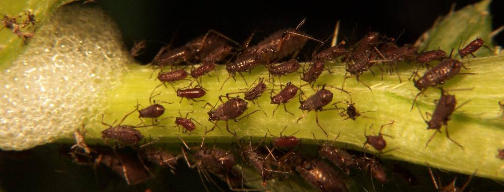 Do you  have an Aphid Infestation?